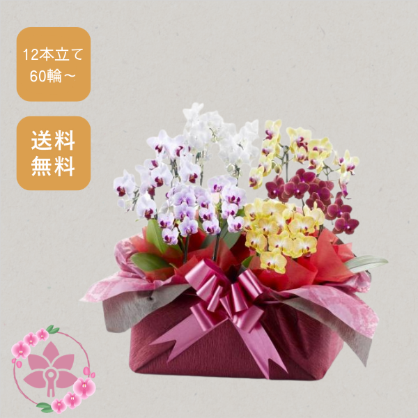 胡蝶蘭画像