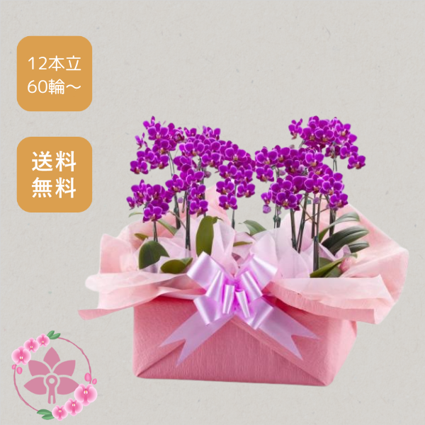 胡蝶蘭画像