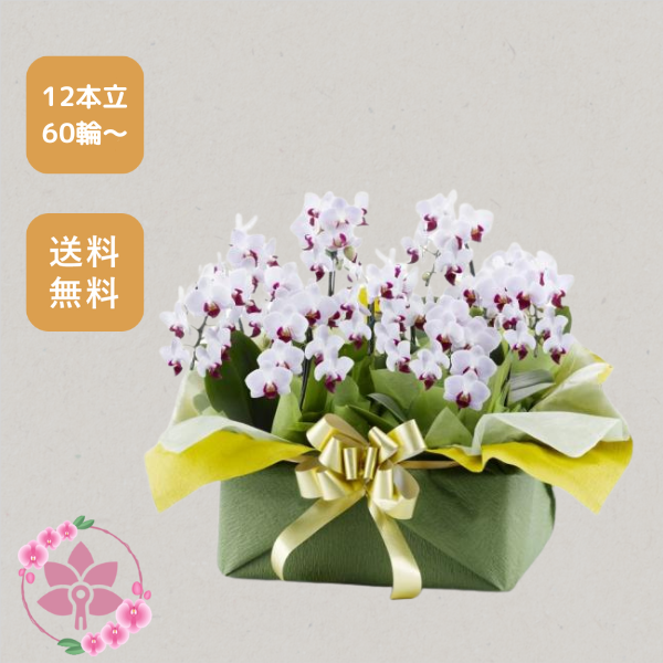 胡蝶蘭画像
