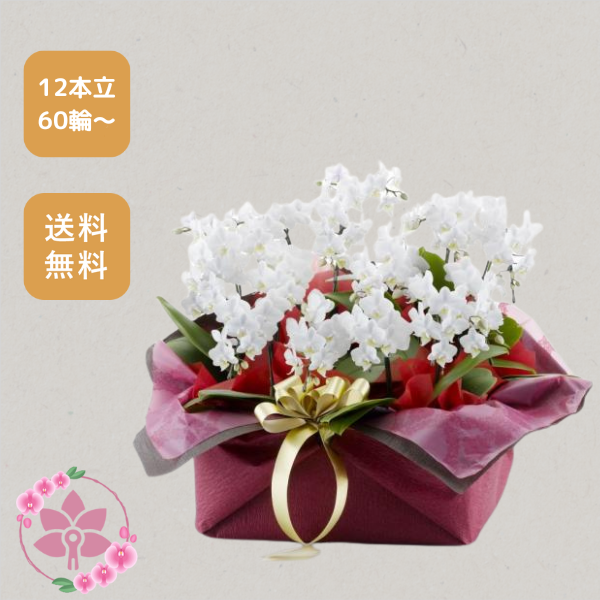 胡蝶蘭画像