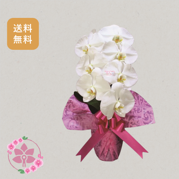 胡蝶蘭画像