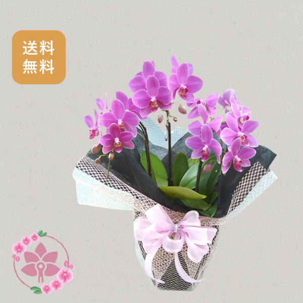 胡蝶蘭画像