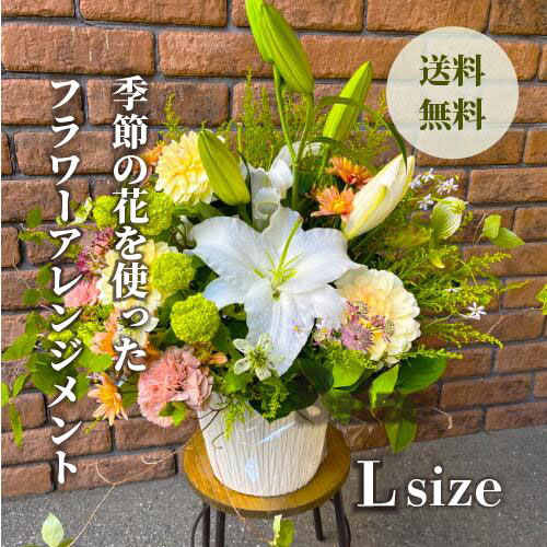 胡蝶蘭画像