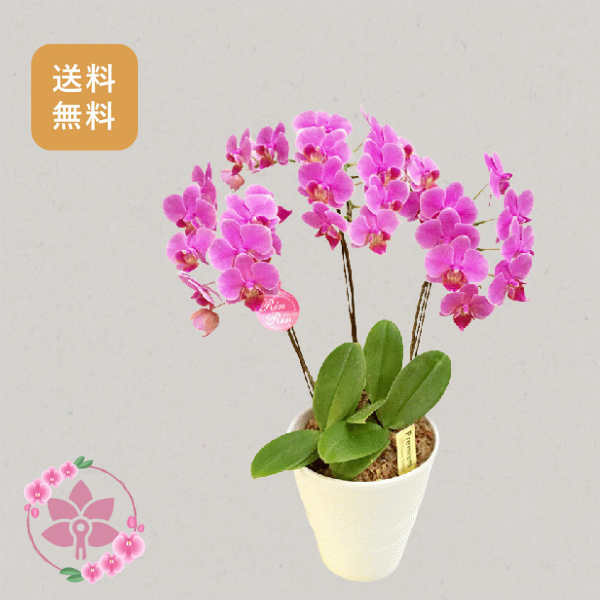 胡蝶蘭画像
