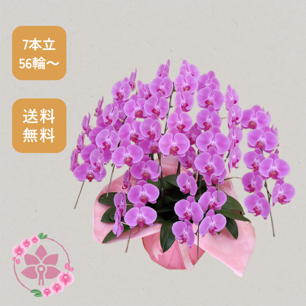 胡蝶蘭画像