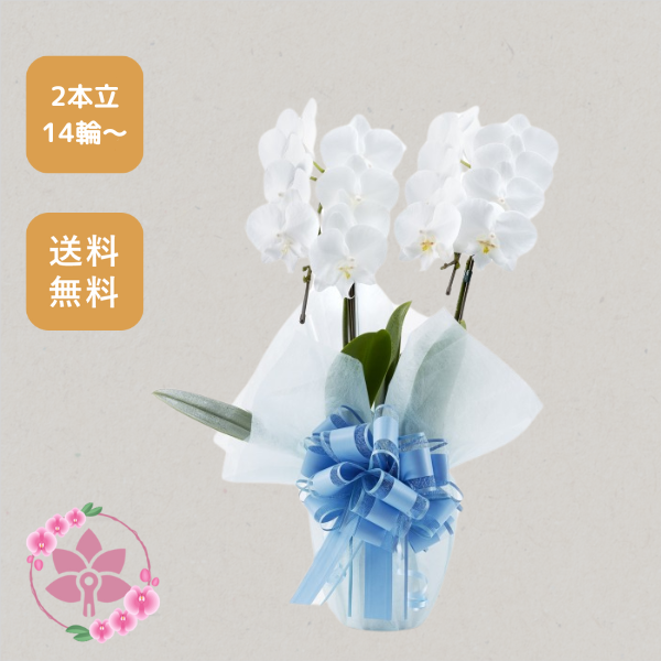 胡蝶蘭画像