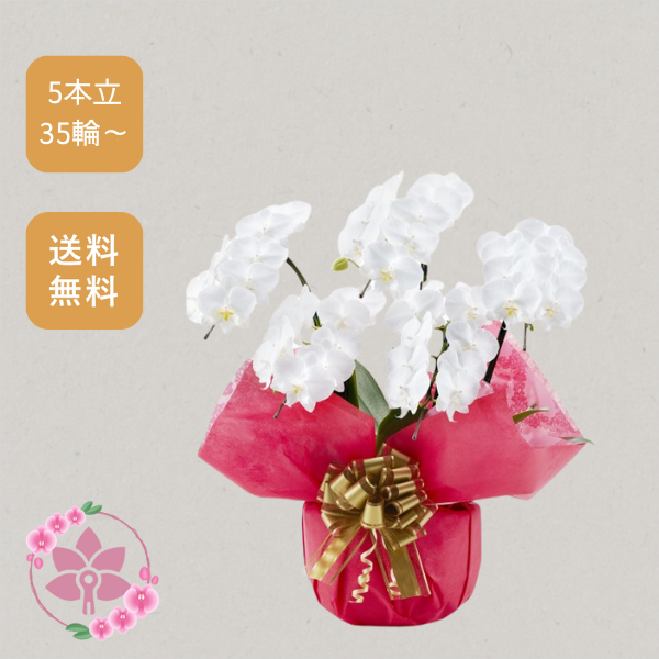 胡蝶蘭画像