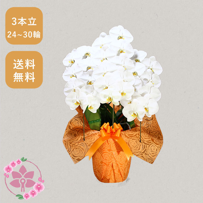 胡蝶蘭画像