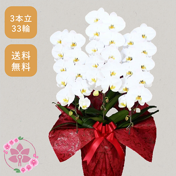 胡蝶蘭画像