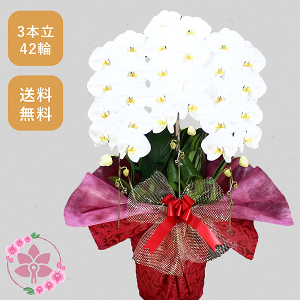 胡蝶蘭画像