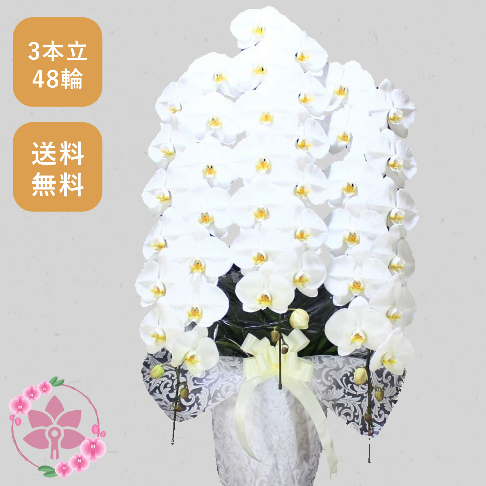 胡蝶蘭画像