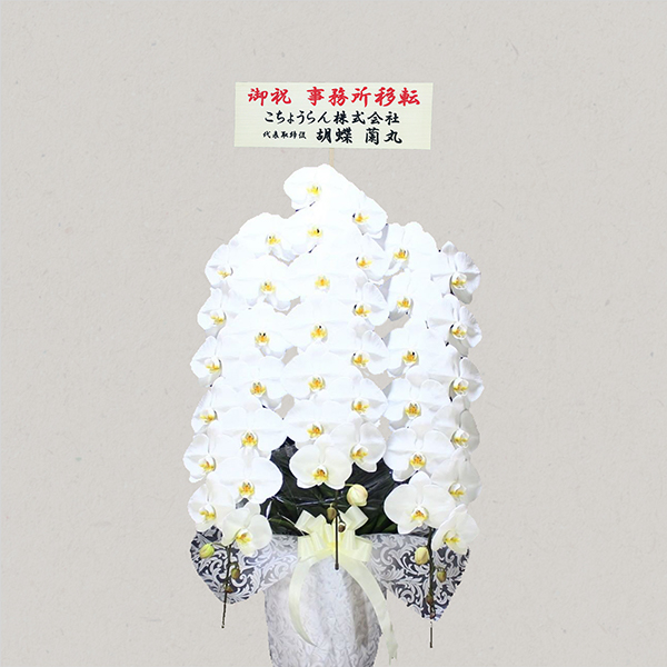 胡蝶蘭画像
