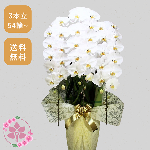 胡蝶蘭画像