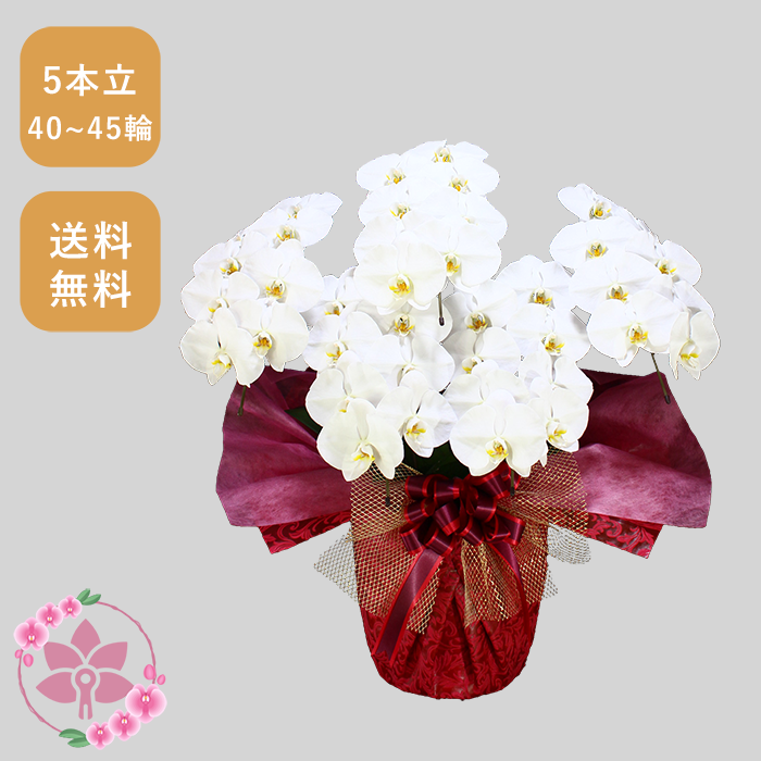 胡蝶蘭画像