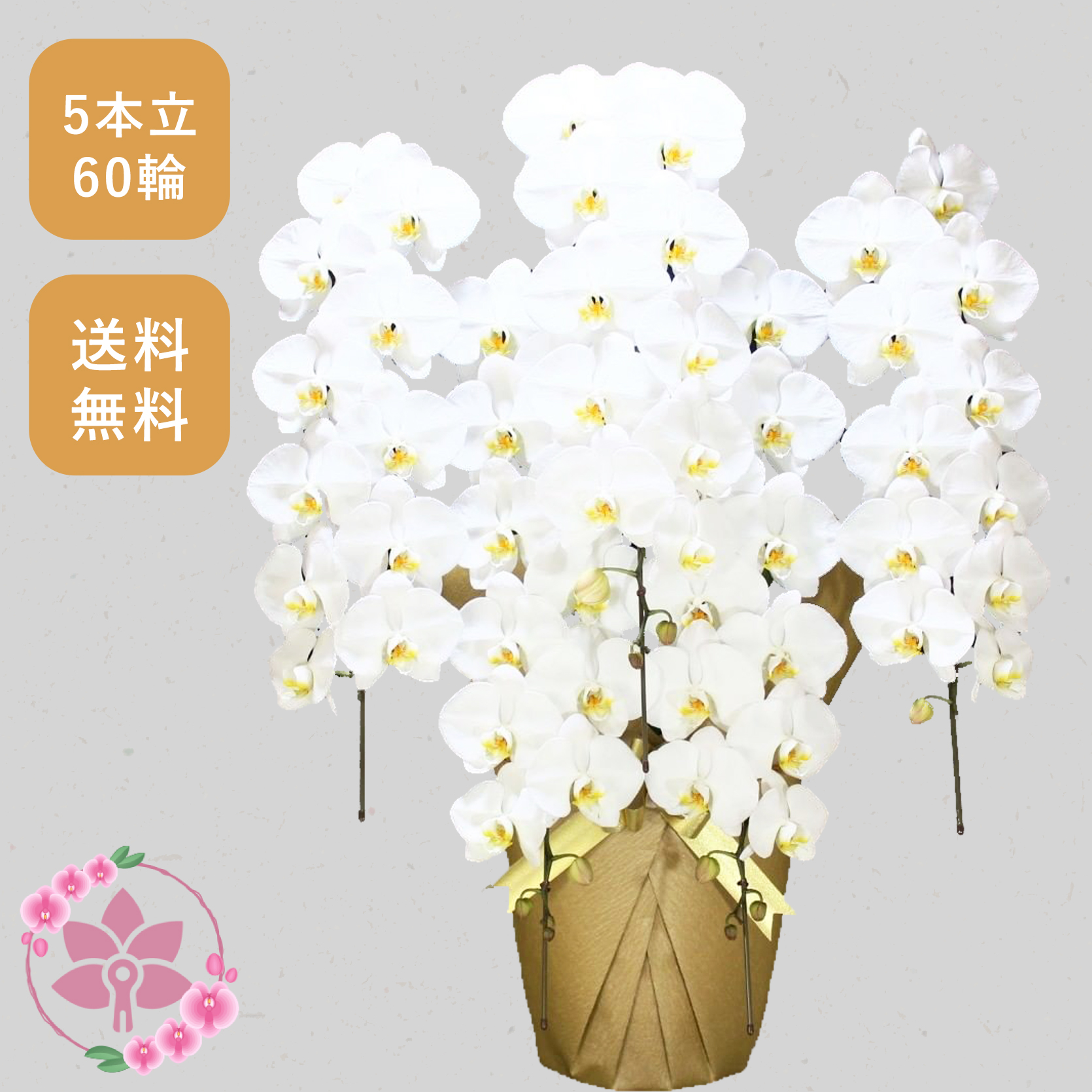 胡蝶蘭画像
