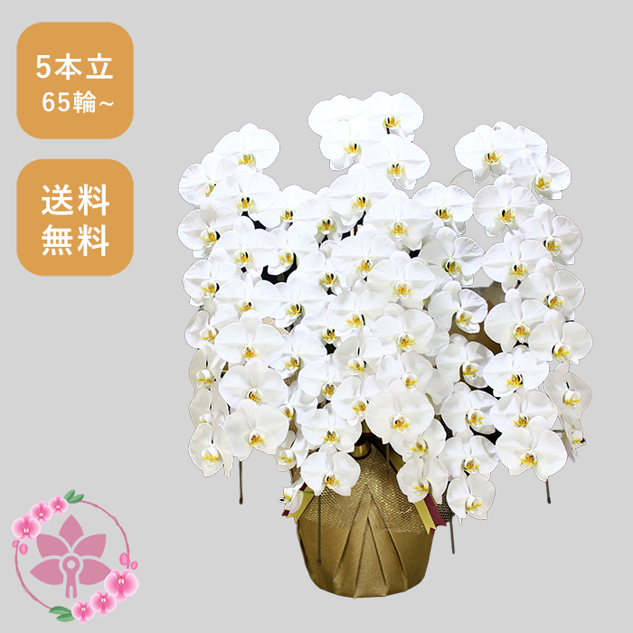 胡蝶蘭画像