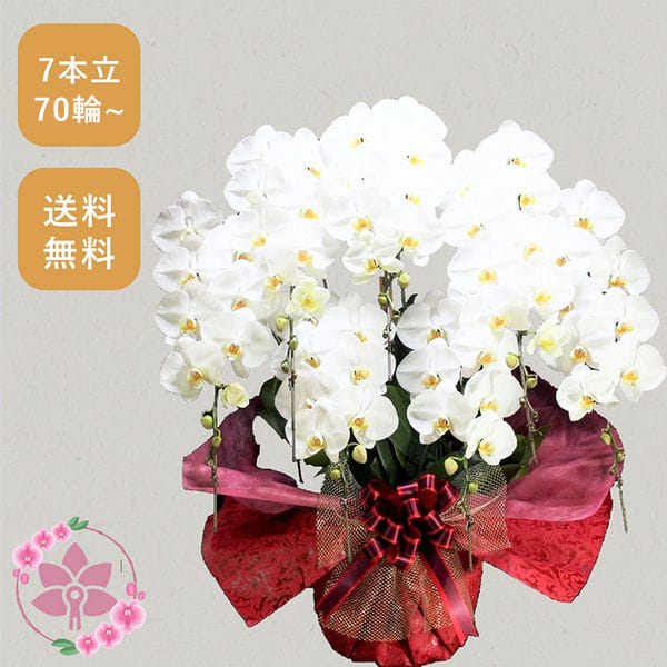 胡蝶蘭画像