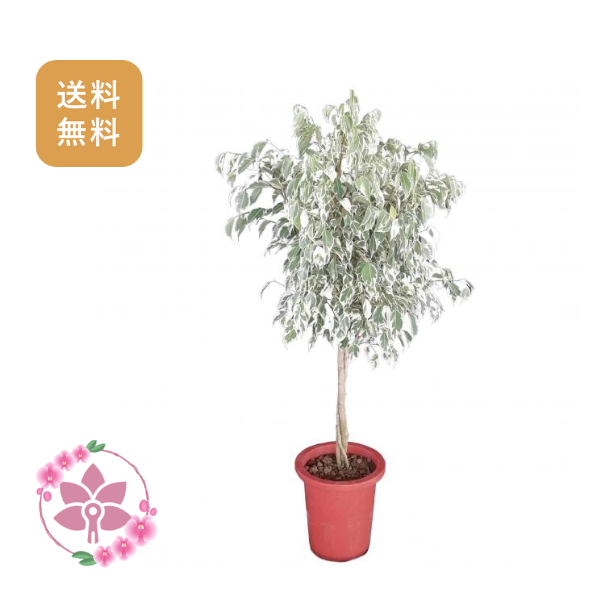 胡蝶蘭画像