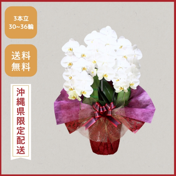 胡蝶蘭画像