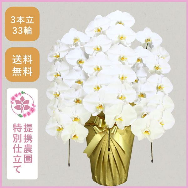 胡蝶蘭画像