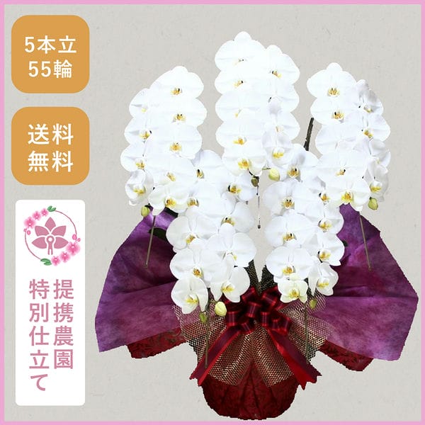 胡蝶蘭画像