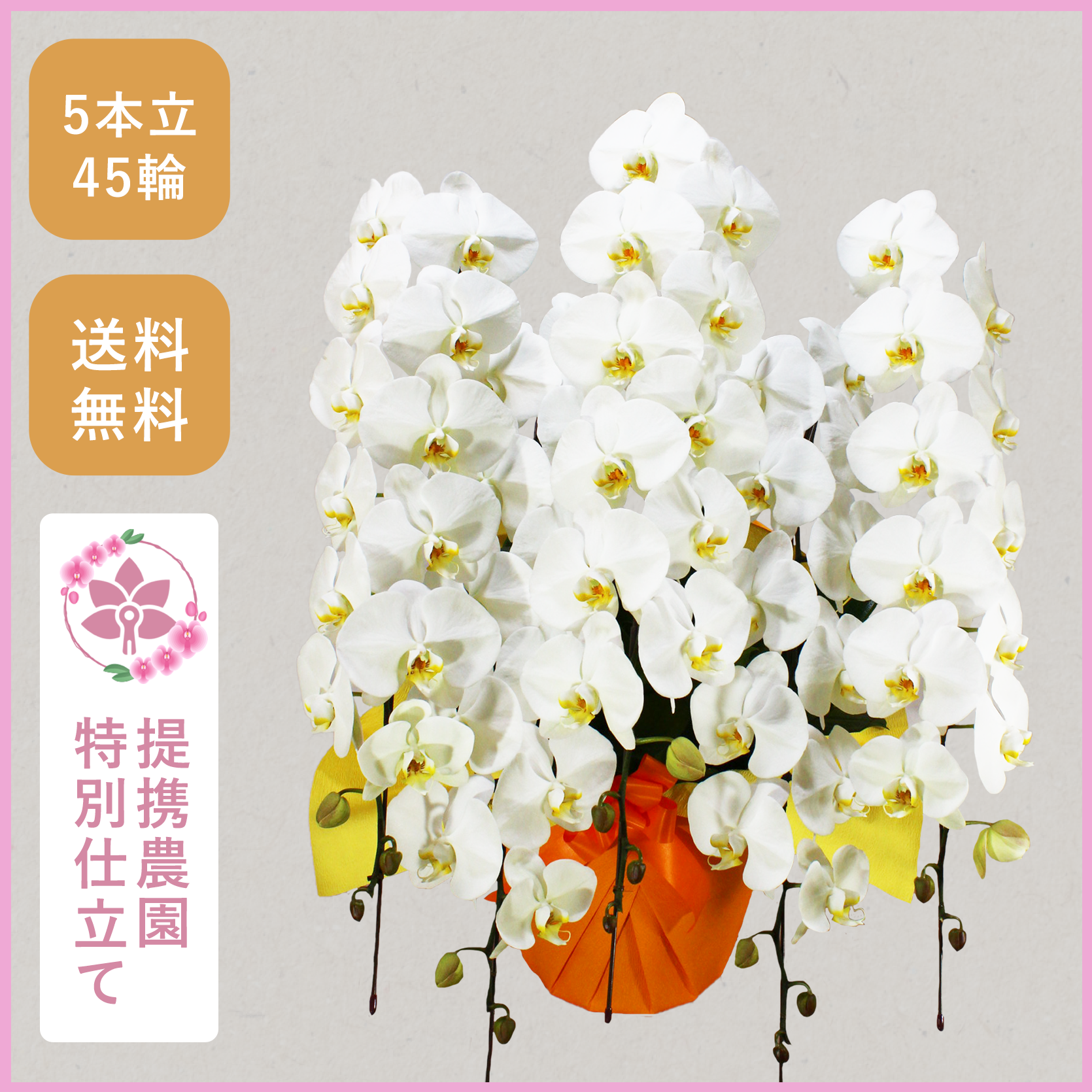 胡蝶蘭画像