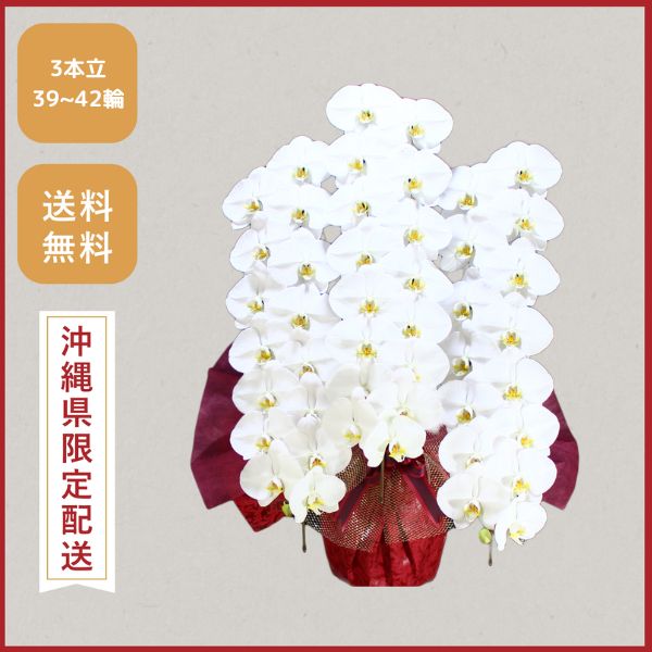 胡蝶蘭画像