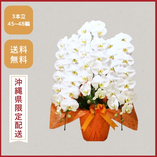 胡蝶蘭画像