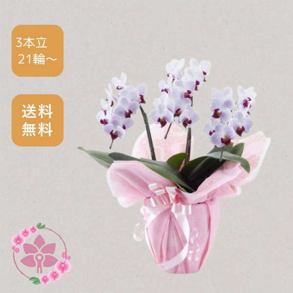 胡蝶蘭画像