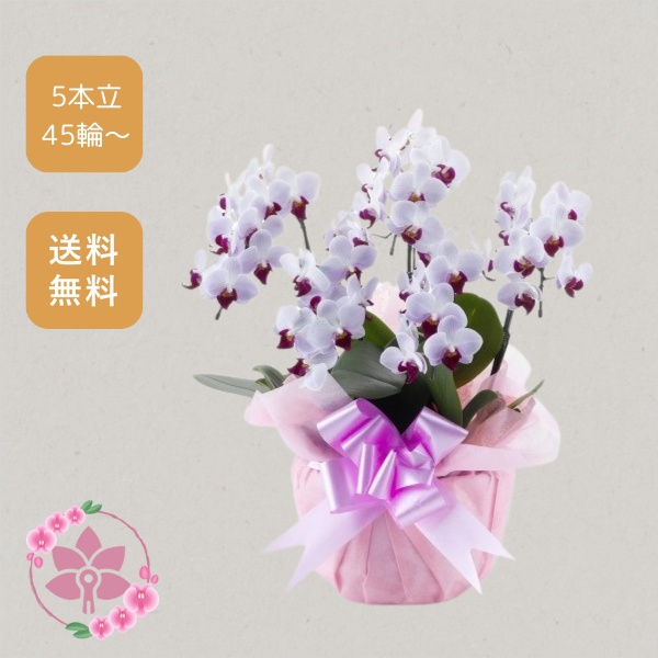 胡蝶蘭画像