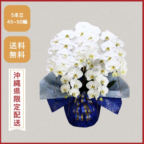 胡蝶蘭画像