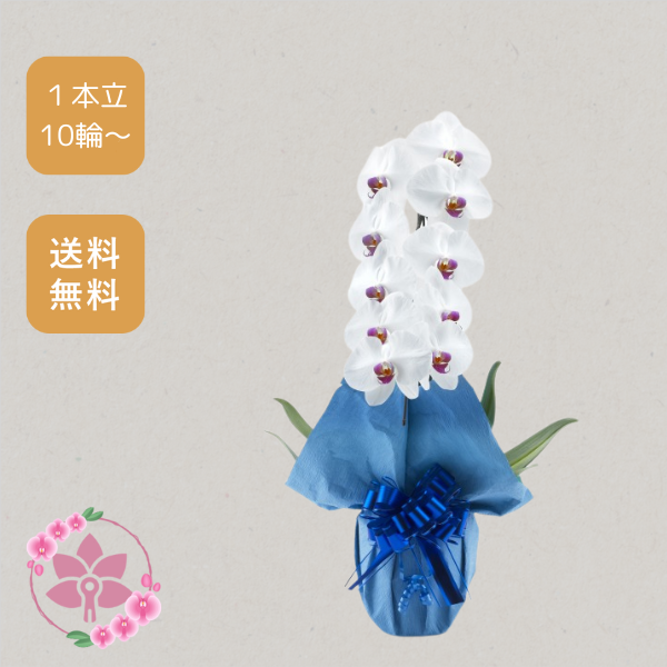 胡蝶蘭画像