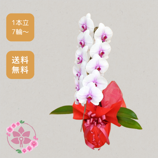 胡蝶蘭画像