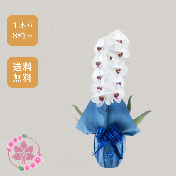 胡蝶蘭画像