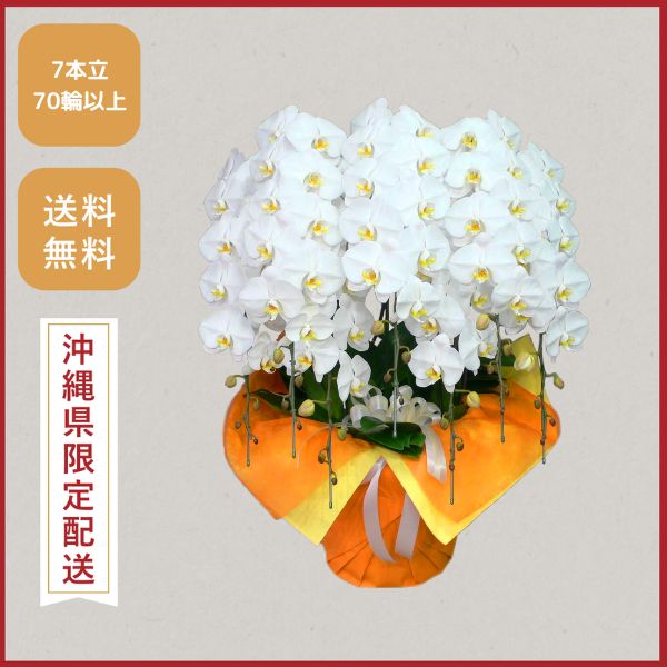 胡蝶蘭画像
