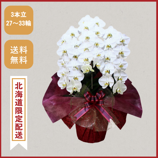 胡蝶蘭画像