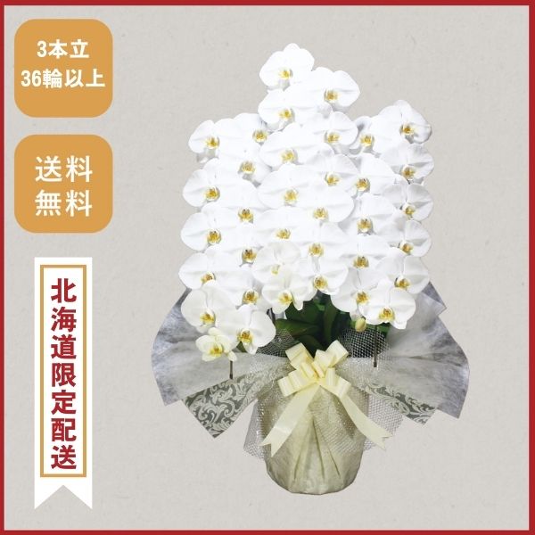 胡蝶蘭画像