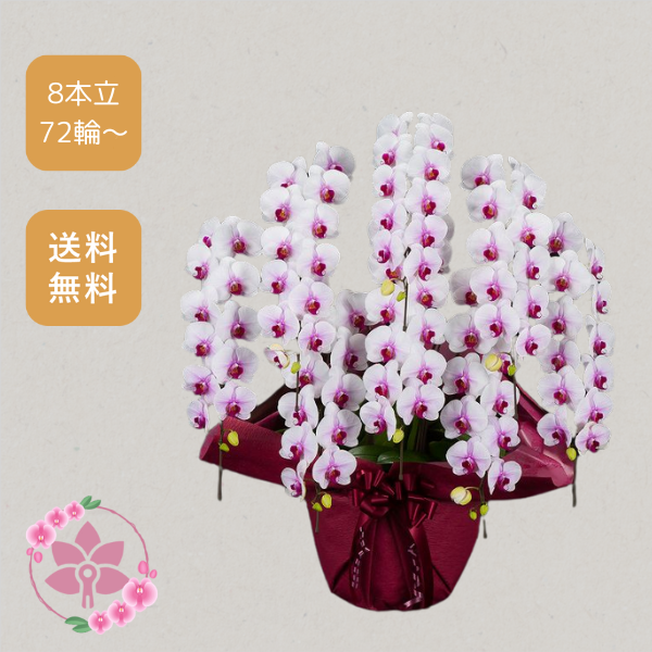 胡蝶蘭画像