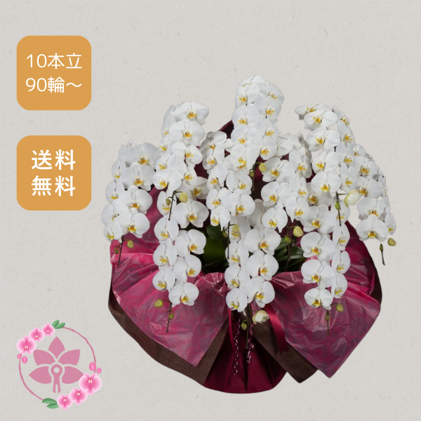 胡蝶蘭画像