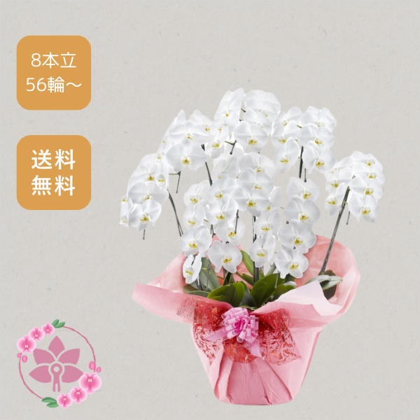 胡蝶蘭画像