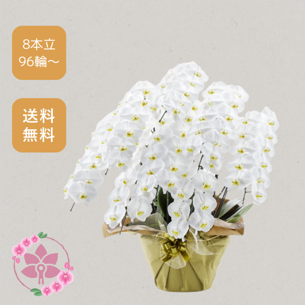 胡蝶蘭画像