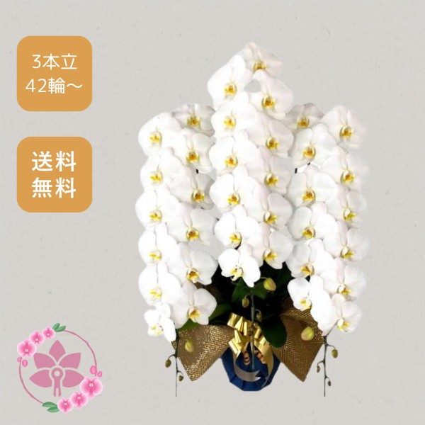 胡蝶蘭画像