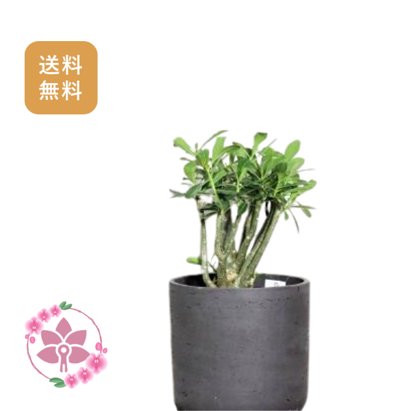 胡蝶蘭画像