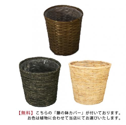 胡蝶蘭画像