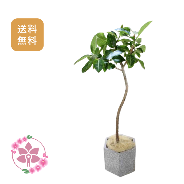 胡蝶蘭画像