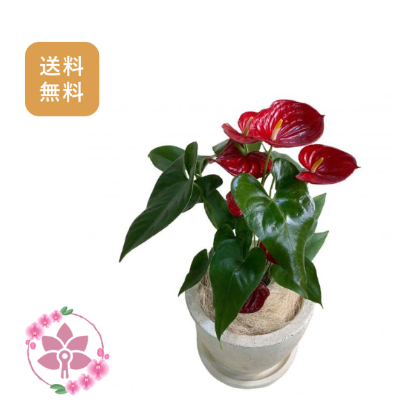 胡蝶蘭画像