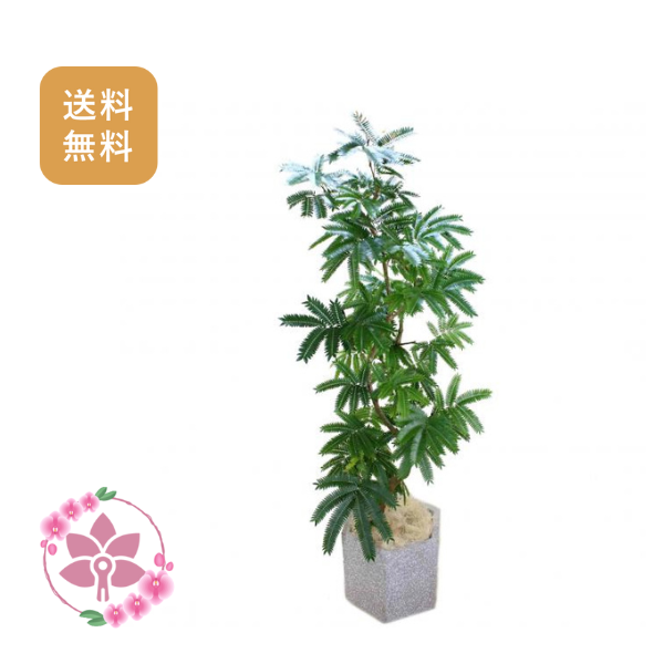 胡蝶蘭画像