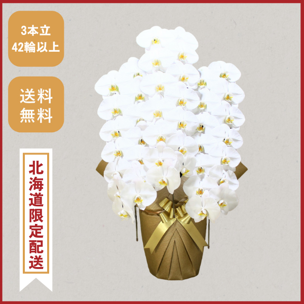胡蝶蘭画像