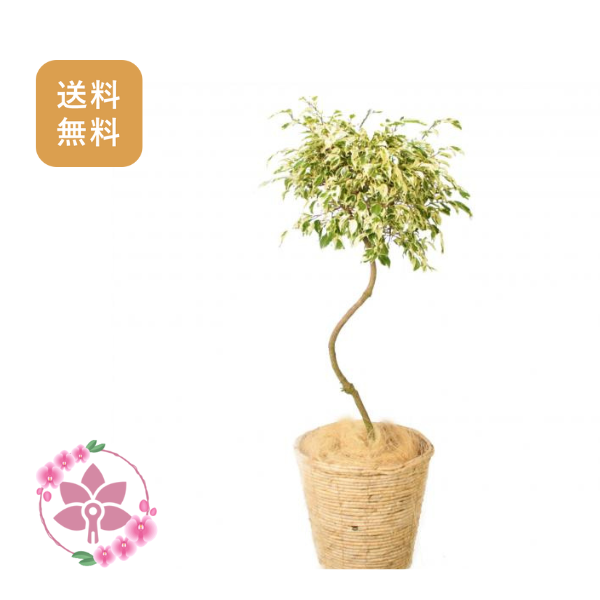胡蝶蘭画像