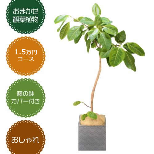 胡蝶蘭画像